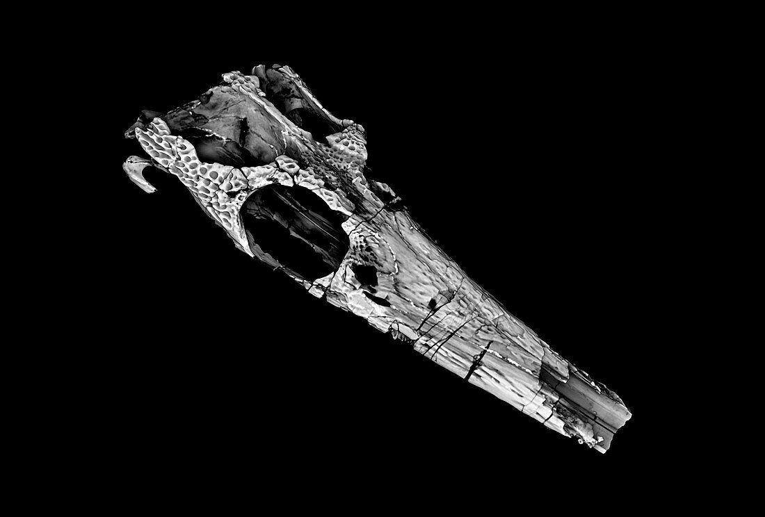 Pelagosaurus skull,micro-CT scan