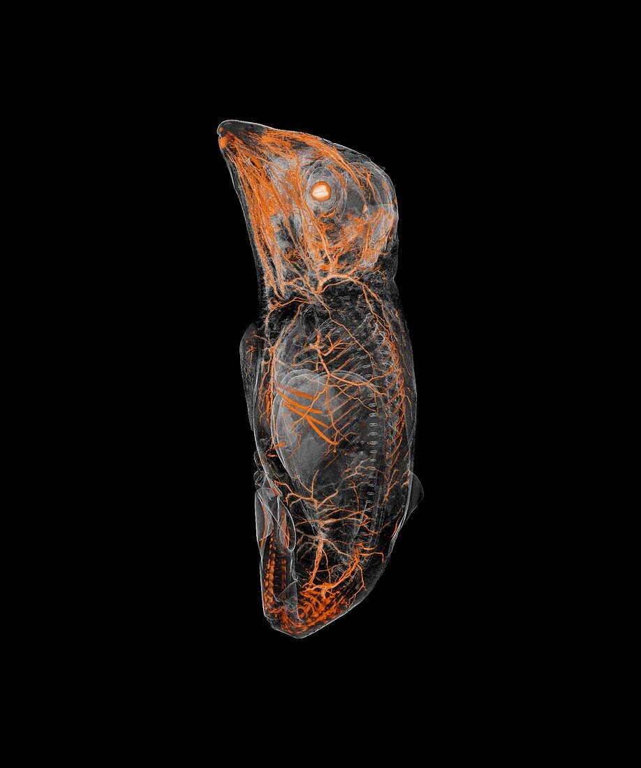 Porpoise foetus,micro-CT scan