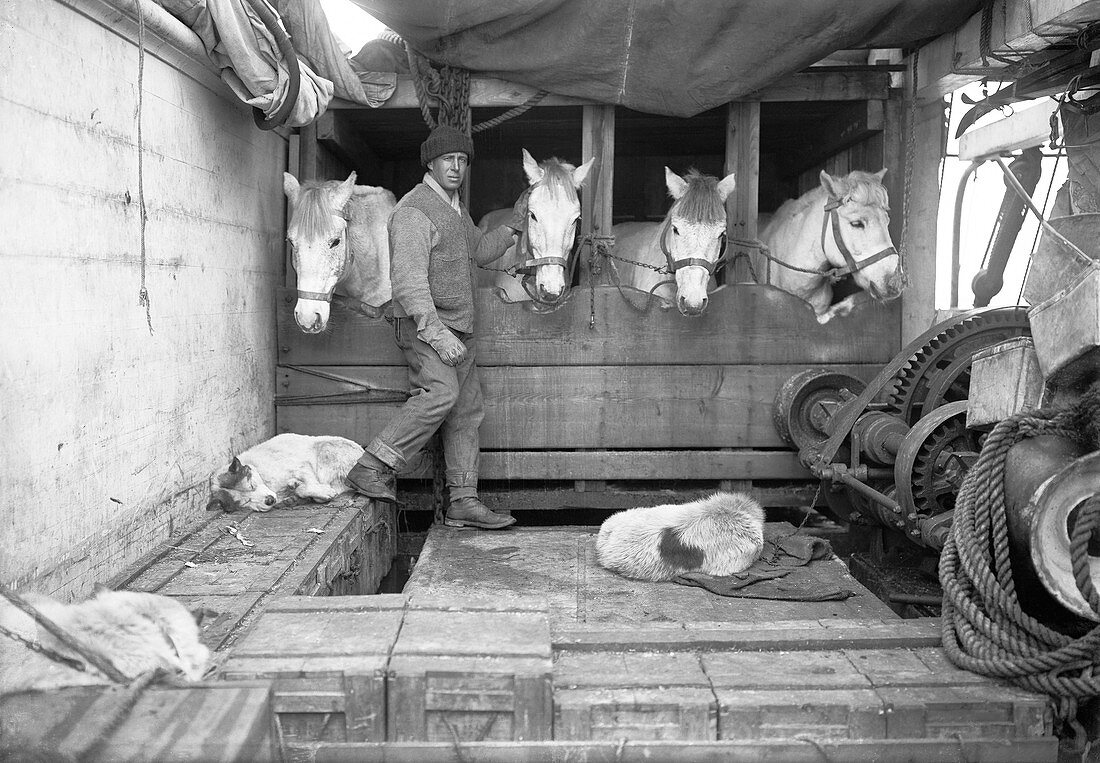 Terra Nova Antarctic ponies,1910