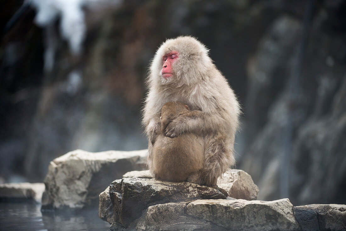 Japanese macaque with young
