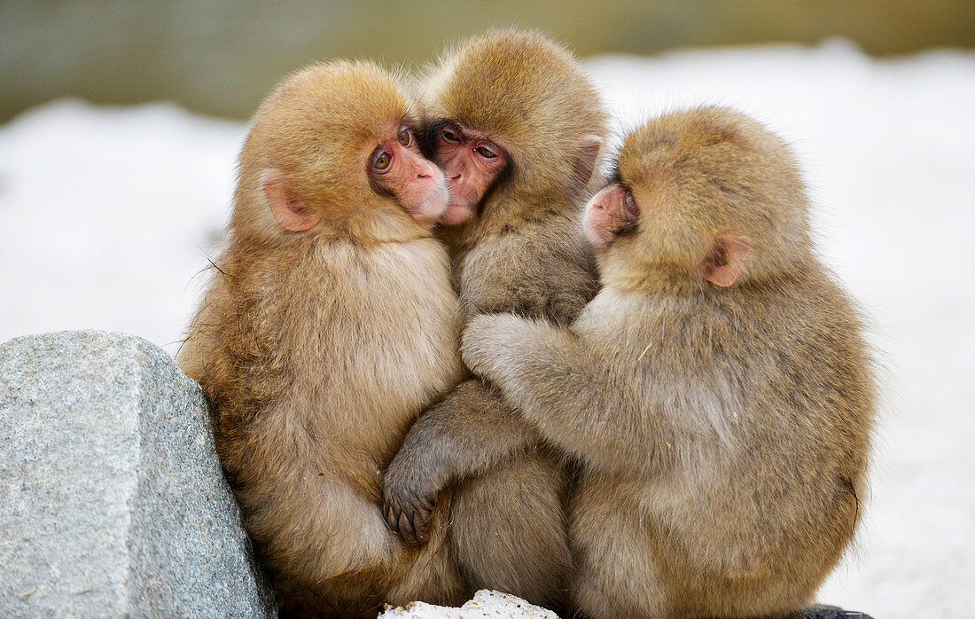 Young Japanese macaques