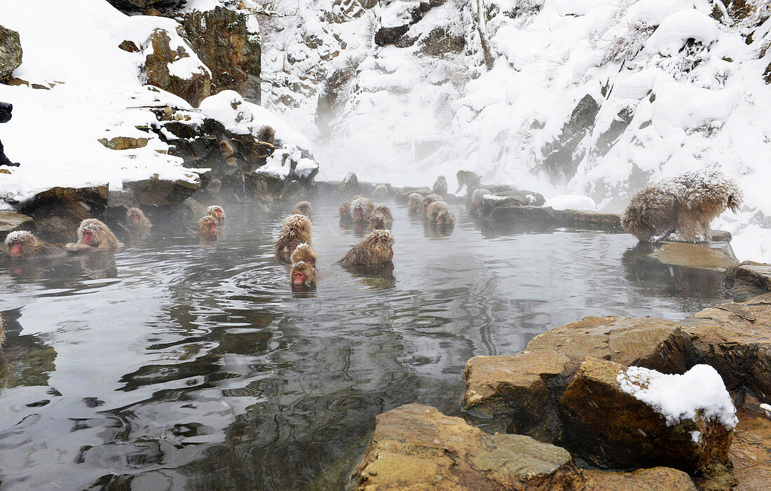 Japanese macaques in a hot spring