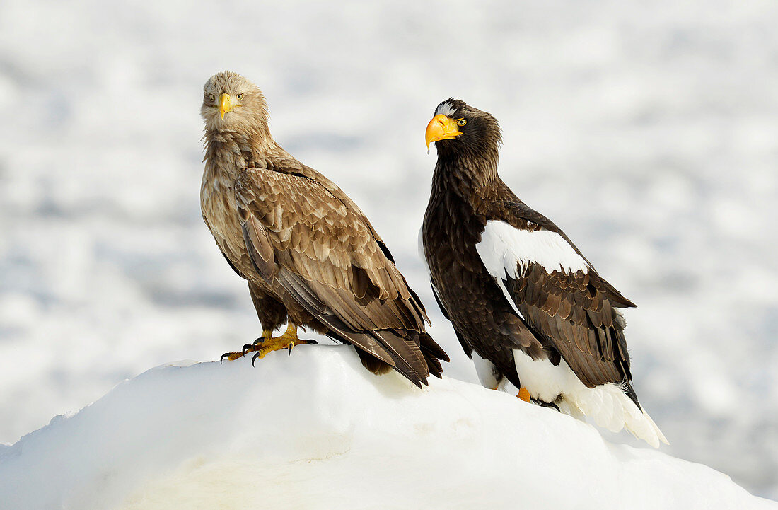 White-tailed and Steller's sea eagles