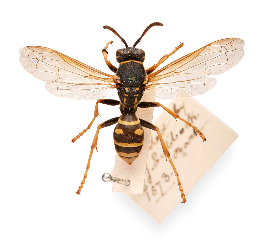 Sir John Lubbock's pet wasp