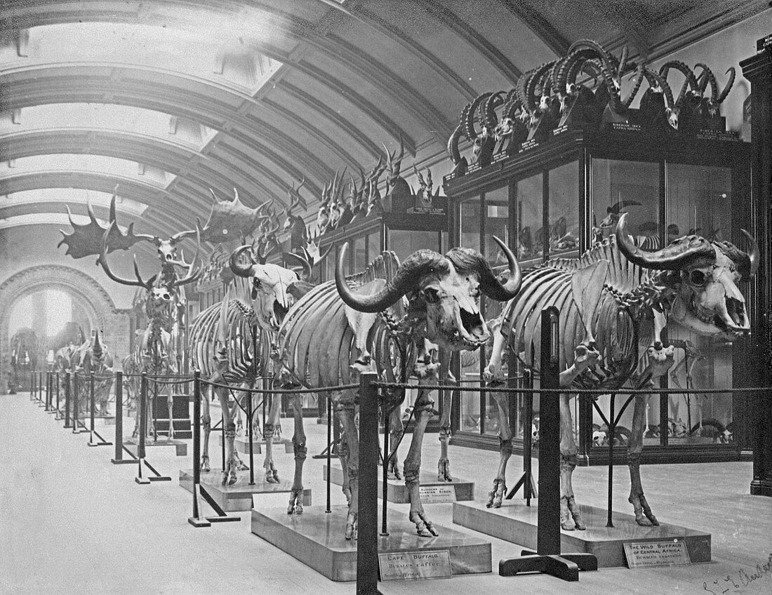 Osteological Gallery,5th July 1892