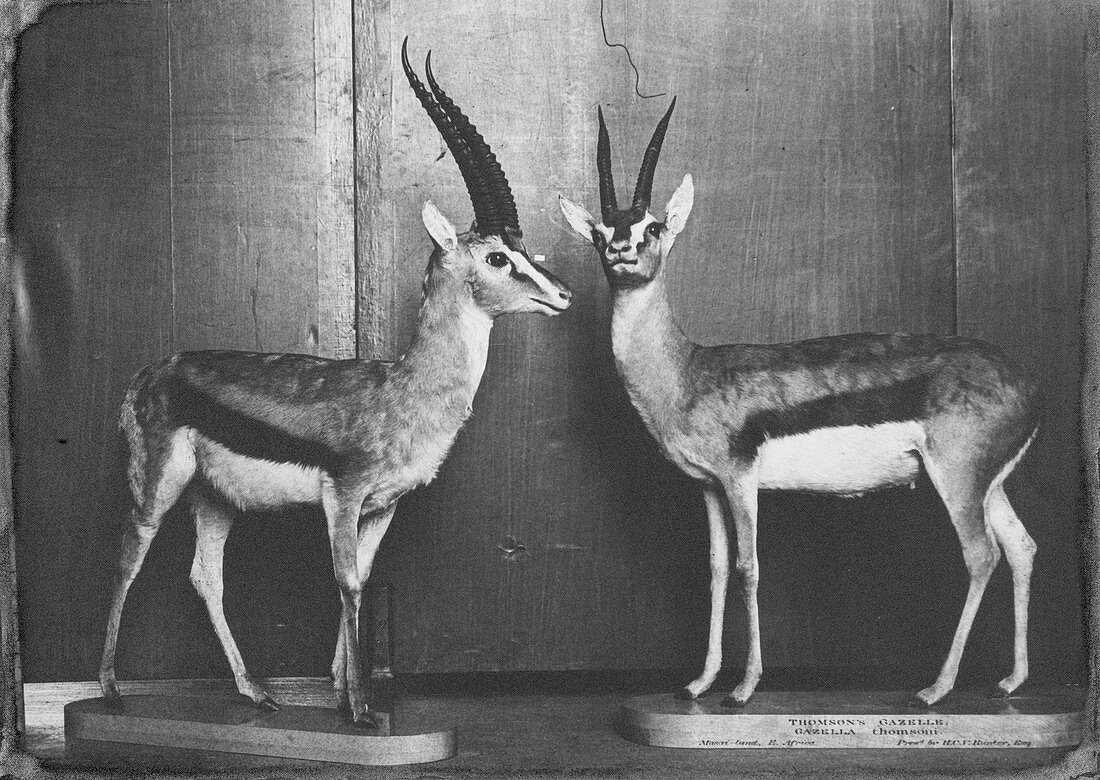 Gazelles in Lower Mammal Gallery,1892