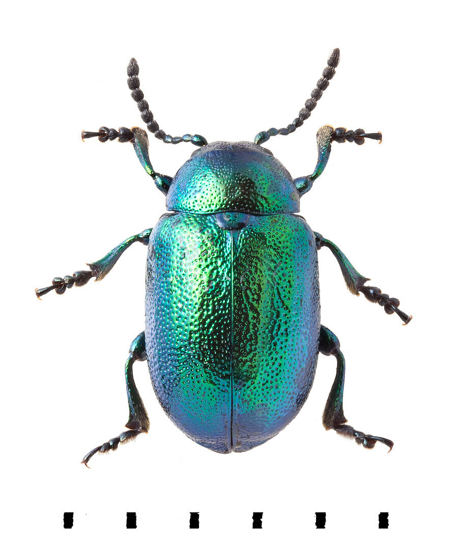 Green Dock Beetle