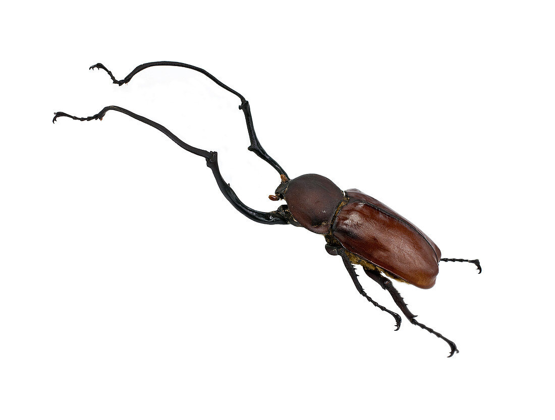 Wallace's Long armed beetle