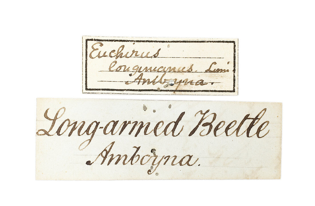 Label for Wallace's Long armed beetle
