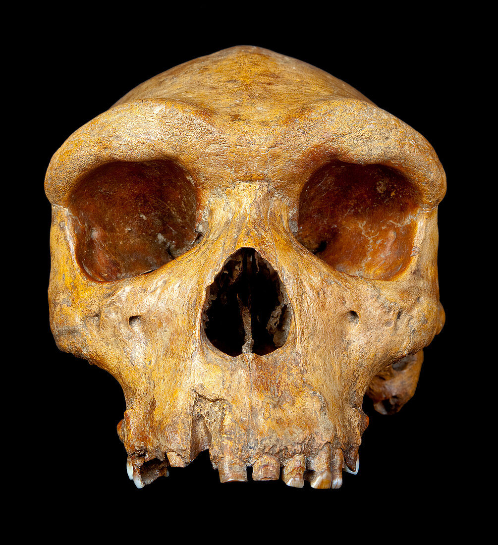 Broken Hill skull,Homo heidelbergensis