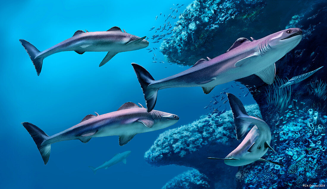 Cladoselache sharks