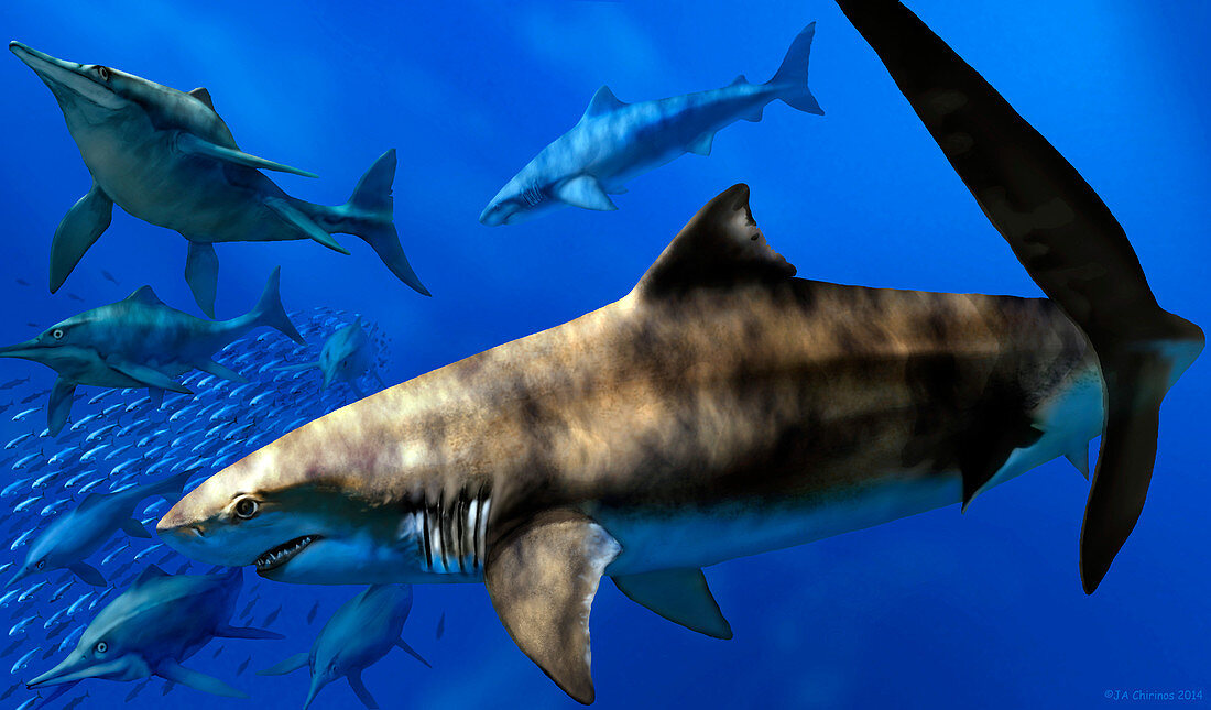 Cretoxyrhina prehistoric sharks