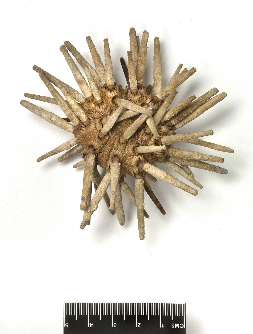 Eucidaris tribuloides sea urchin