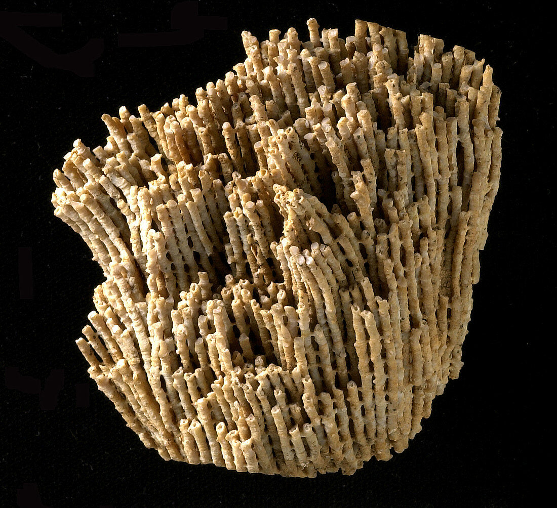 Syringopora fossil coral