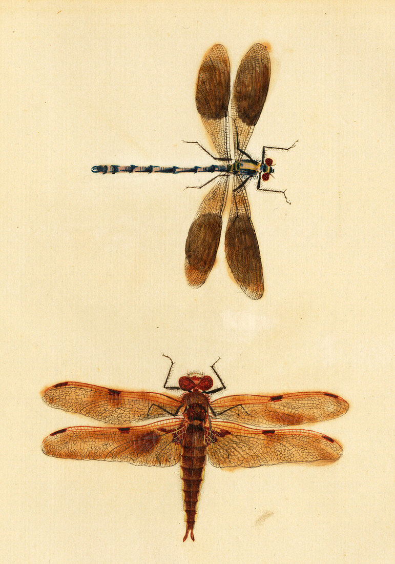 English Insect illustration,James Barbut