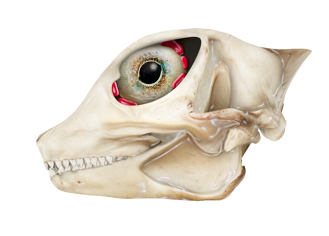 Desert horned lizard skull,artwork