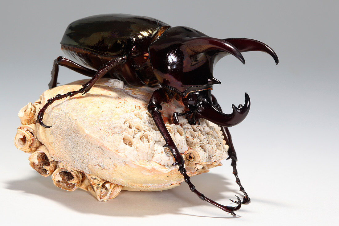 Caucasus beetle