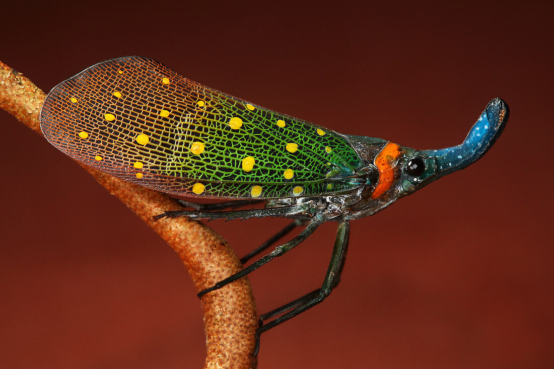 Lantern bug (Pyrops whiteheadi)