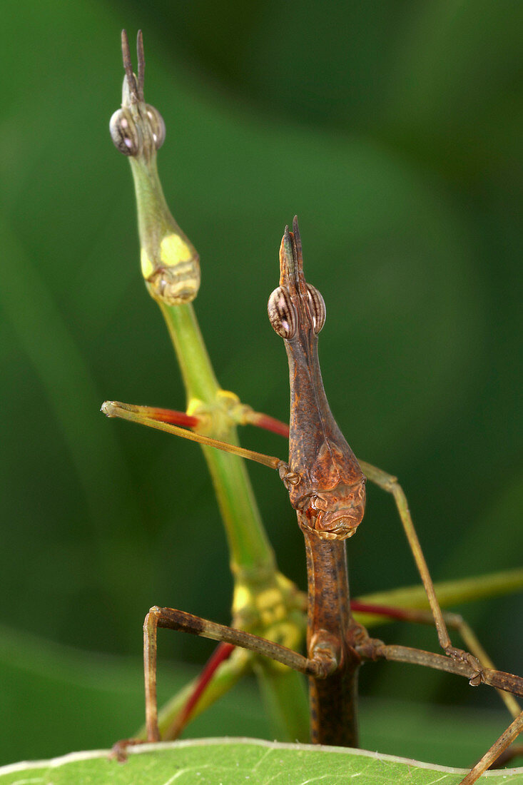 Horsehead grasshoppers