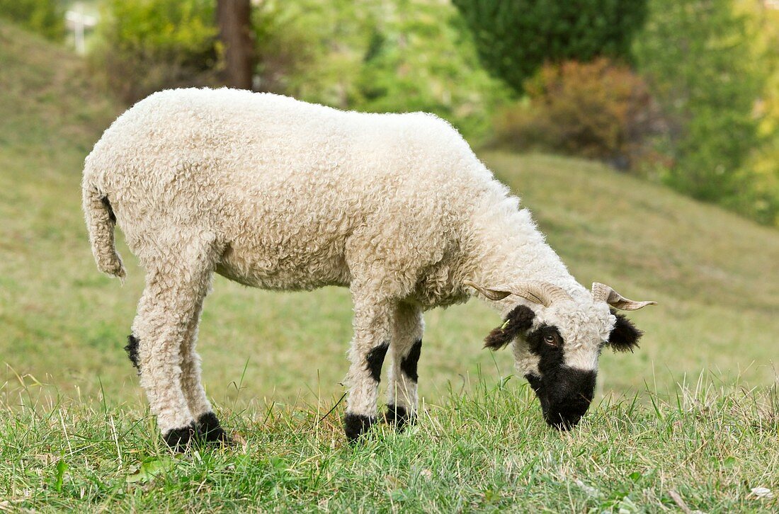 Valais blacknose sheep grazing