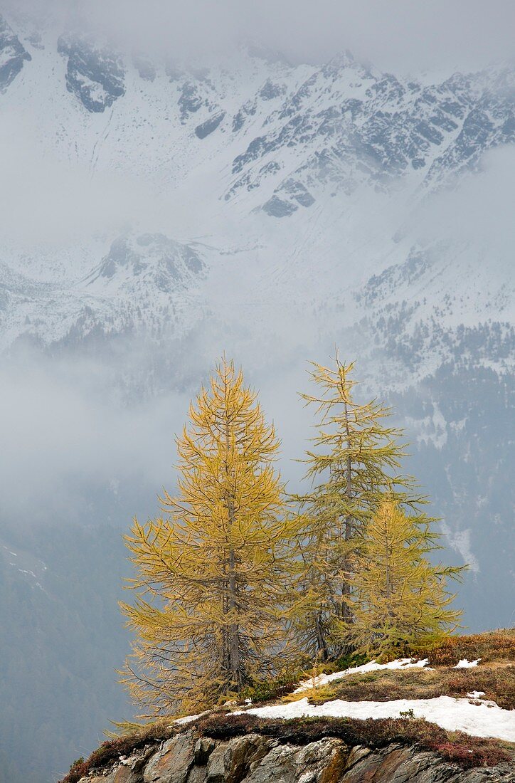 Larch trees in the mountains,Switzerland