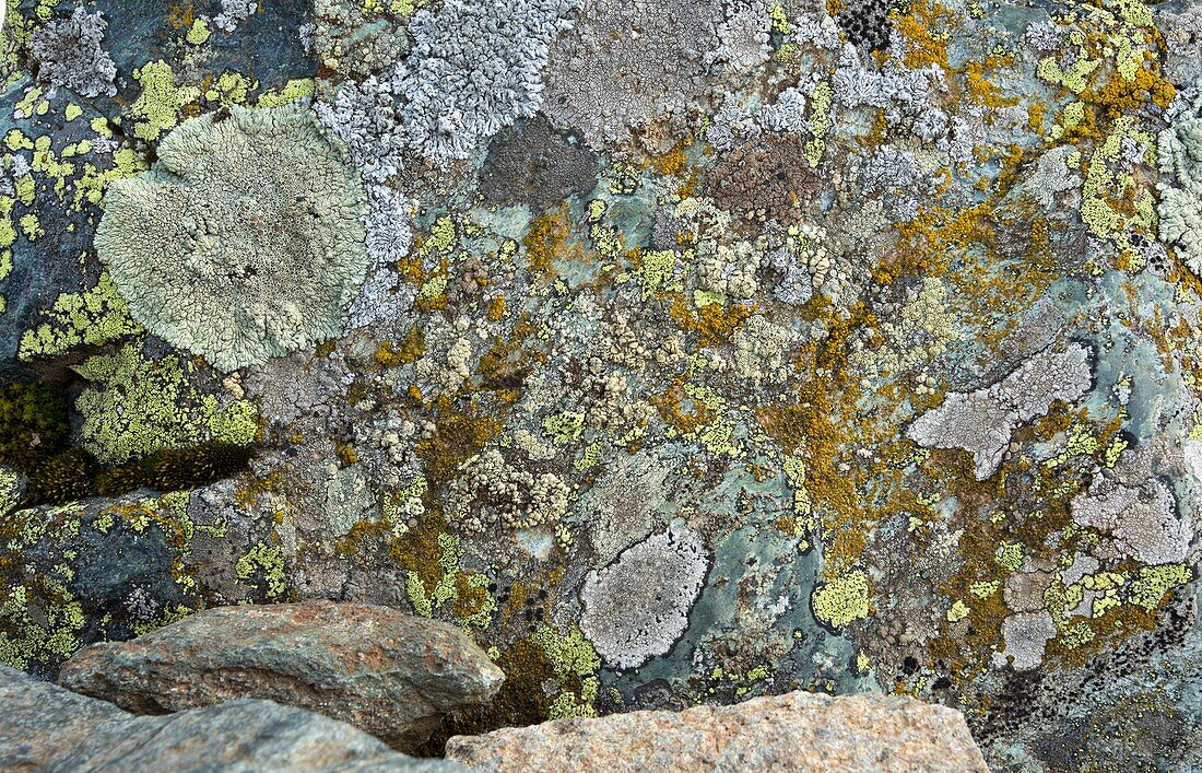 Lichens on a rock