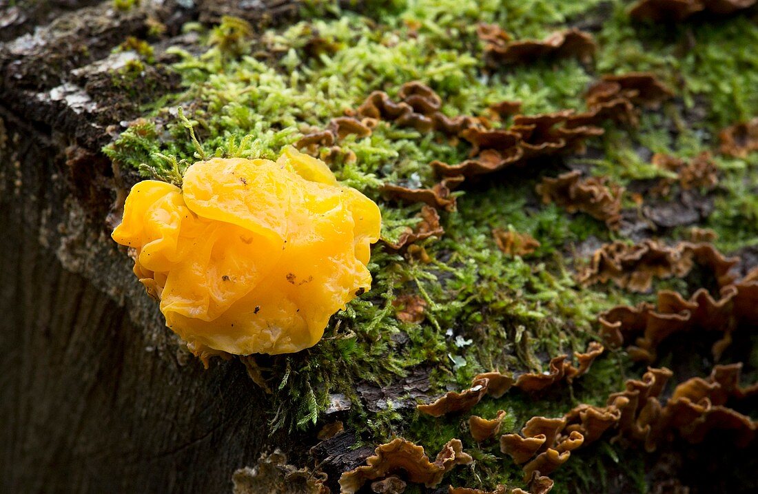 Golden ear (Tremella aurantia) fungus