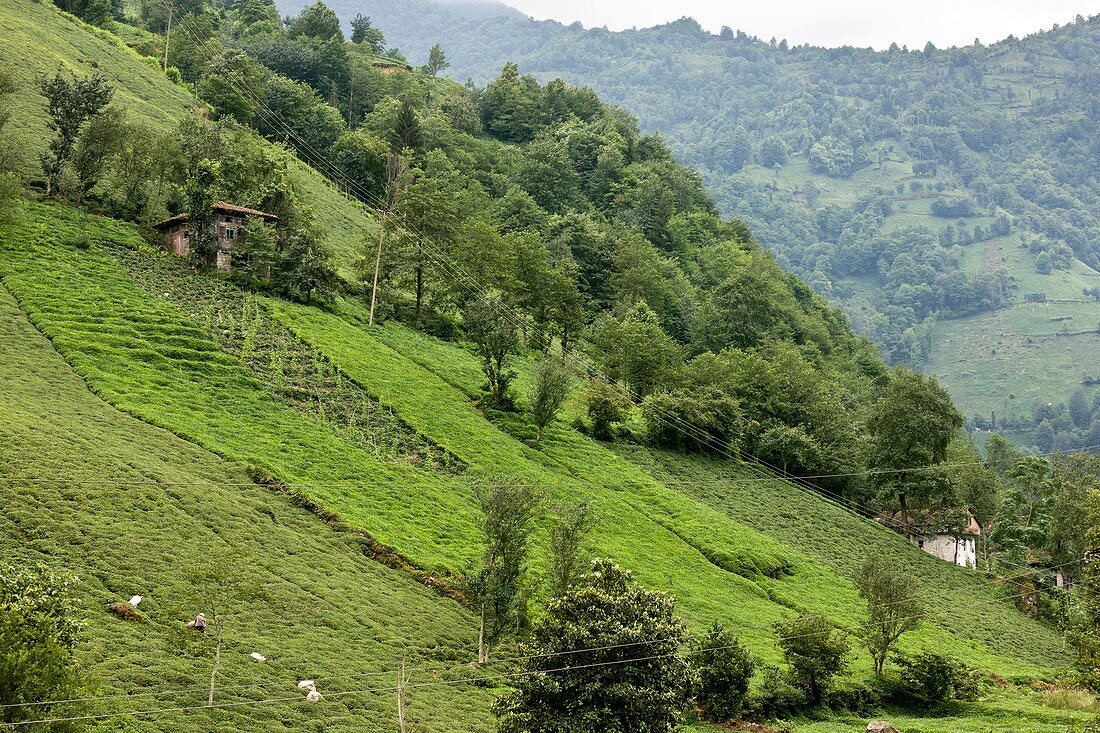 Tea plantation,Turkey