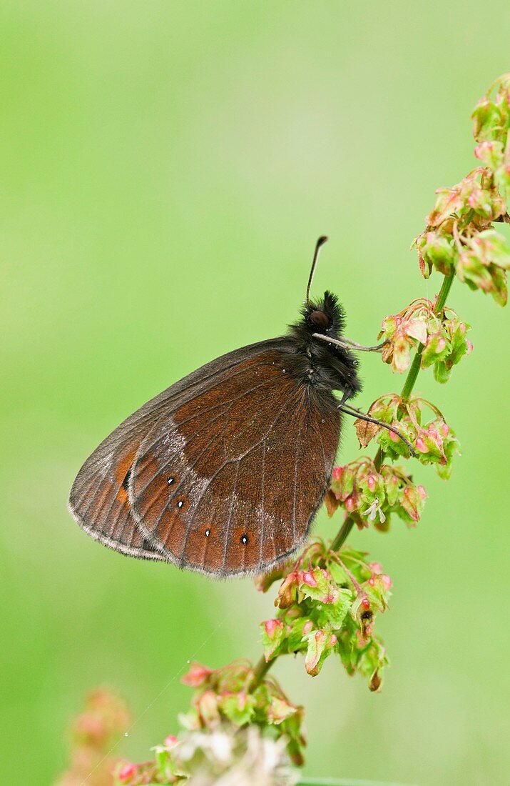Scotch argus butterfly on a dock plant