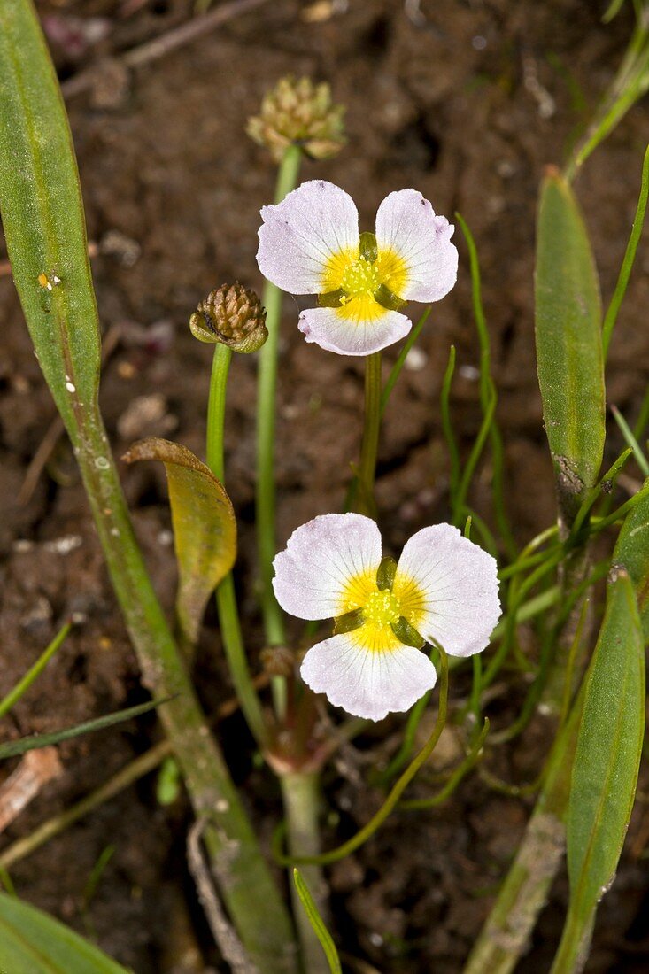 Baldellia ranunculoides in flower