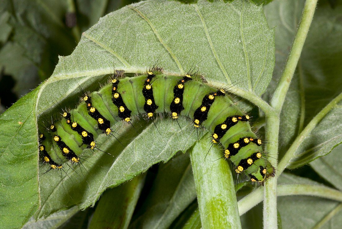 Emperor moth caterpillar