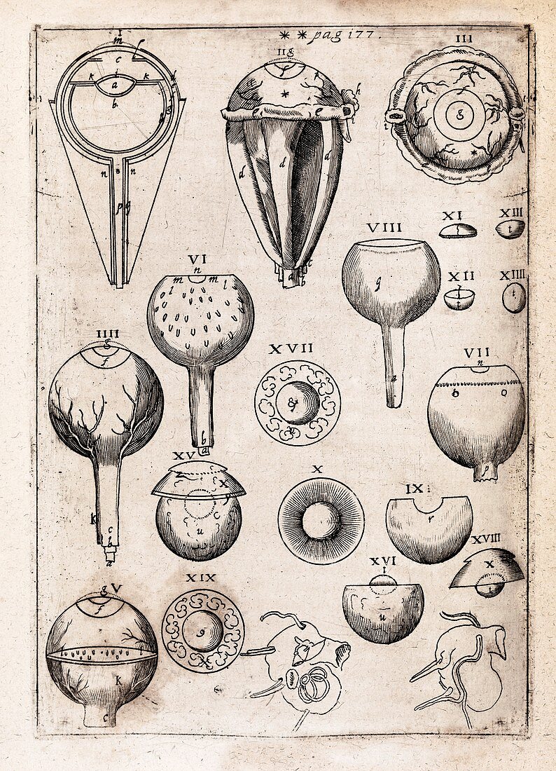 Eye anatomy,17th century