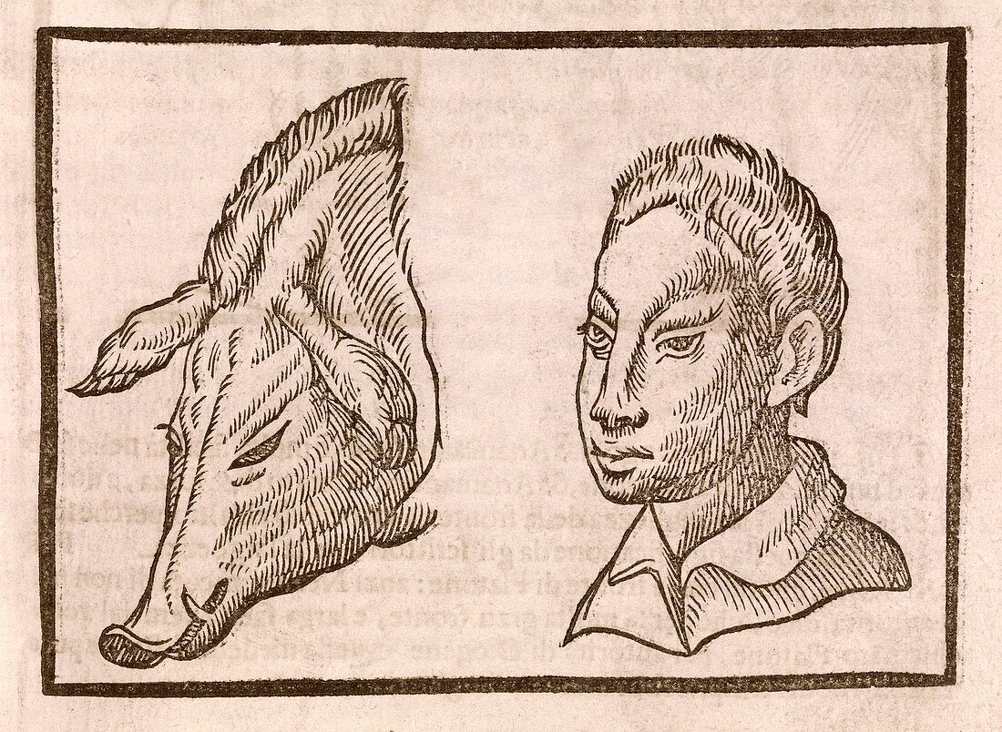 Man and pig's head,17th century