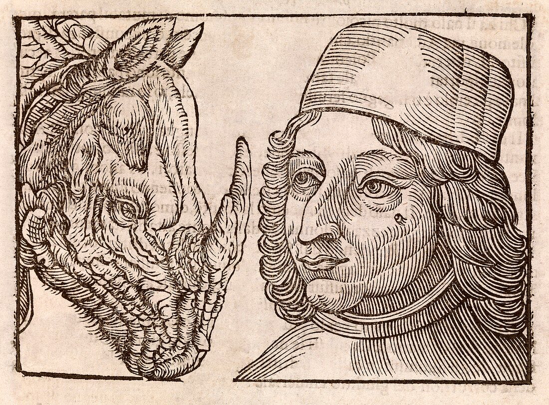 Man and rhino's head,17th century