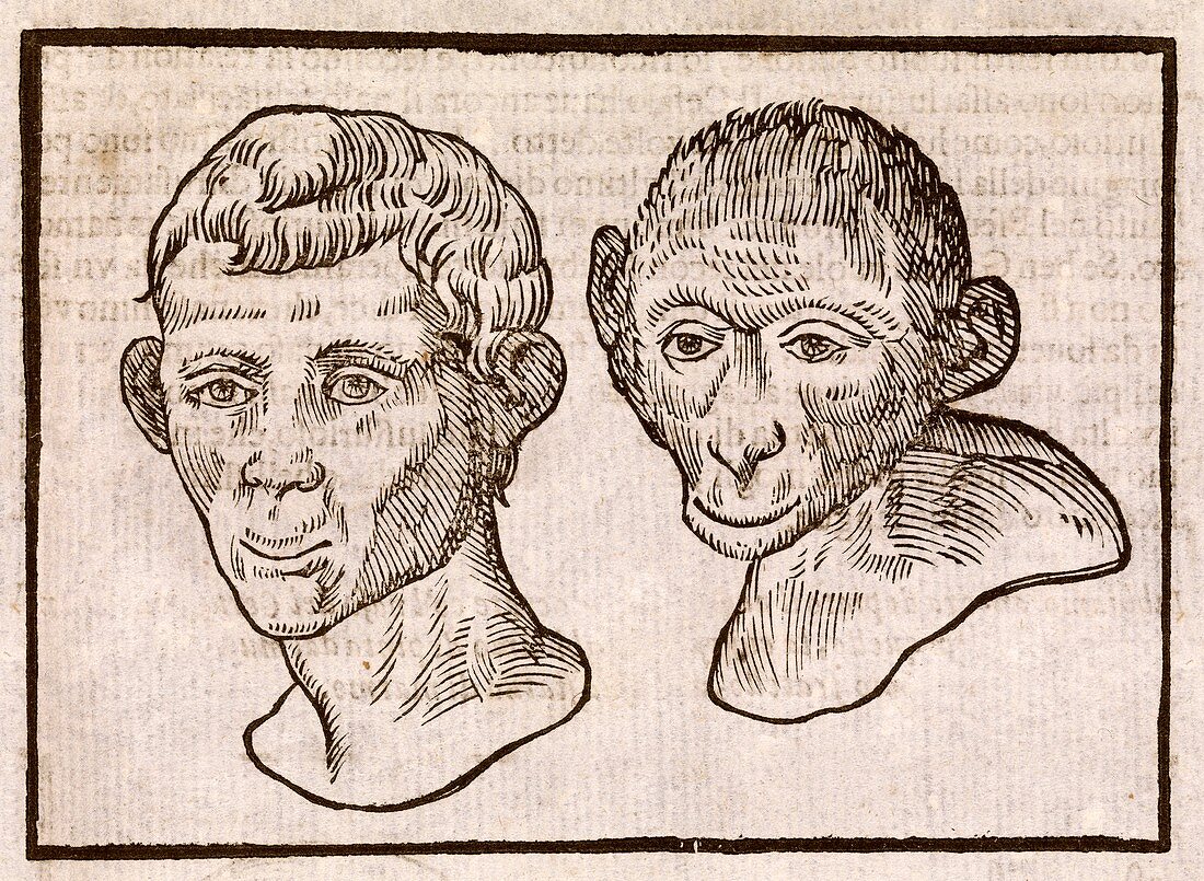 Man and monkey's head,17th century