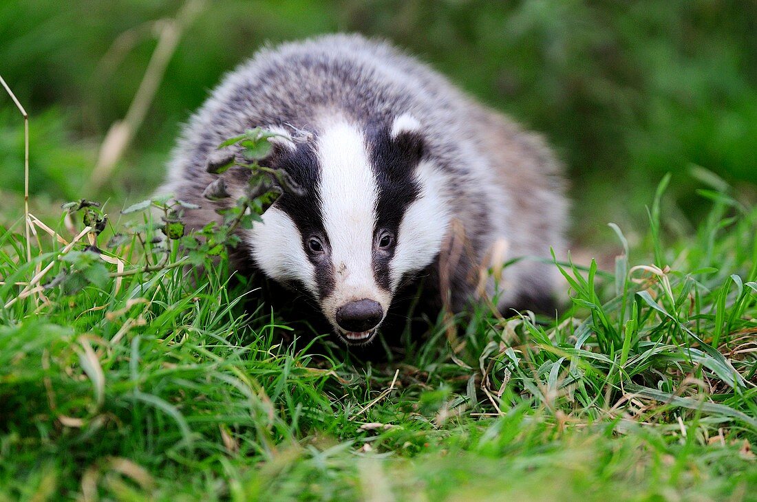 Badger emerging at dusk