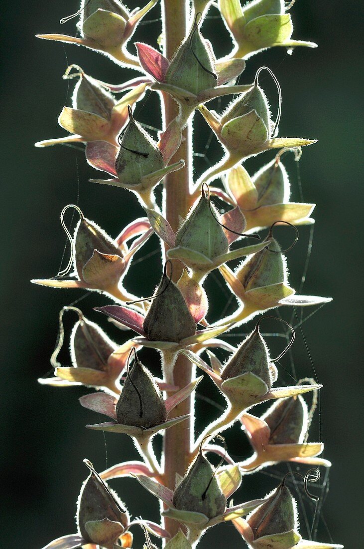 Foxglove (Digitalis purpurea) seedpods