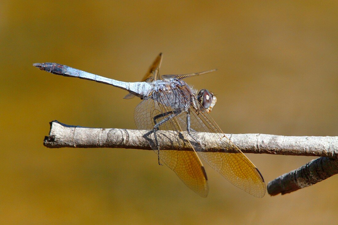 Blue skimmer dragonfly