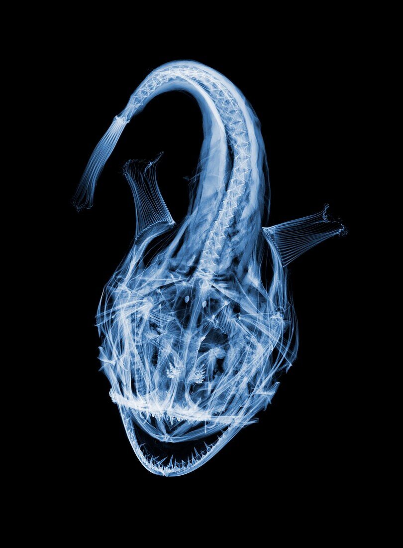 Monkfish,X-ray