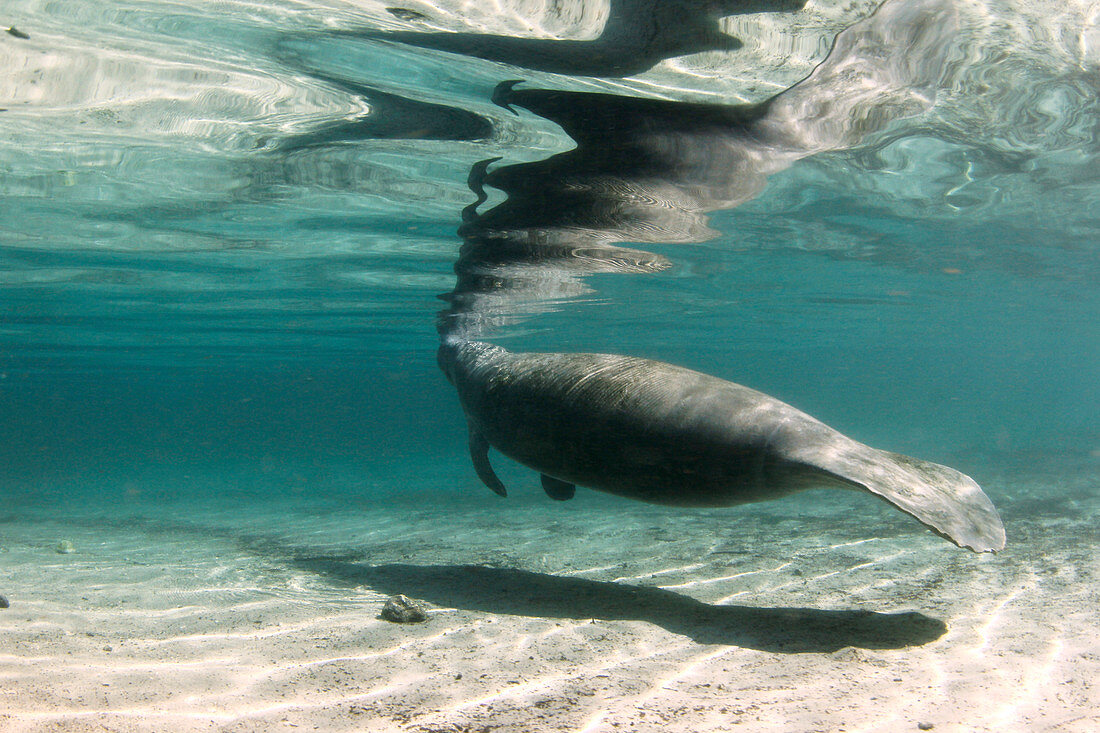 Florida manatee taking air at surface