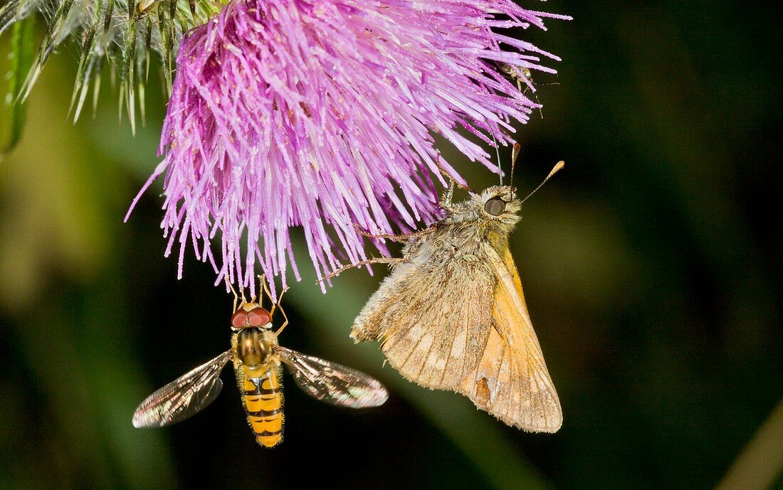 Butterfly and hoverfly on thistle flower