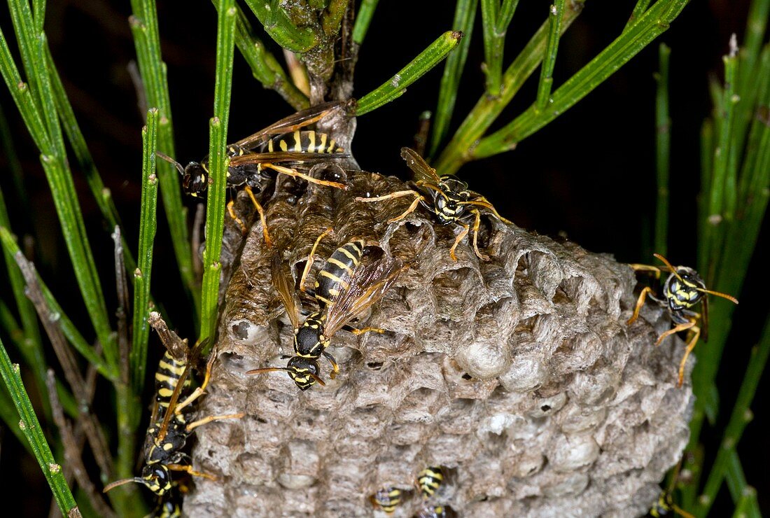 Paper wasp colony