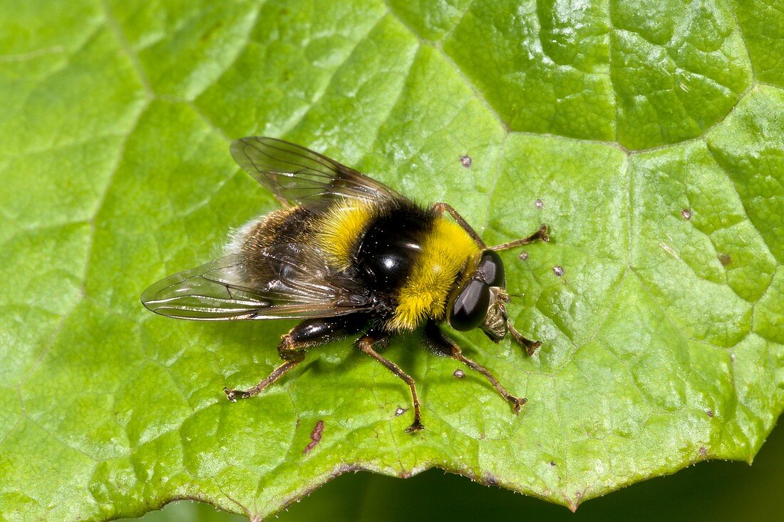 Bee-mimic hoverfly