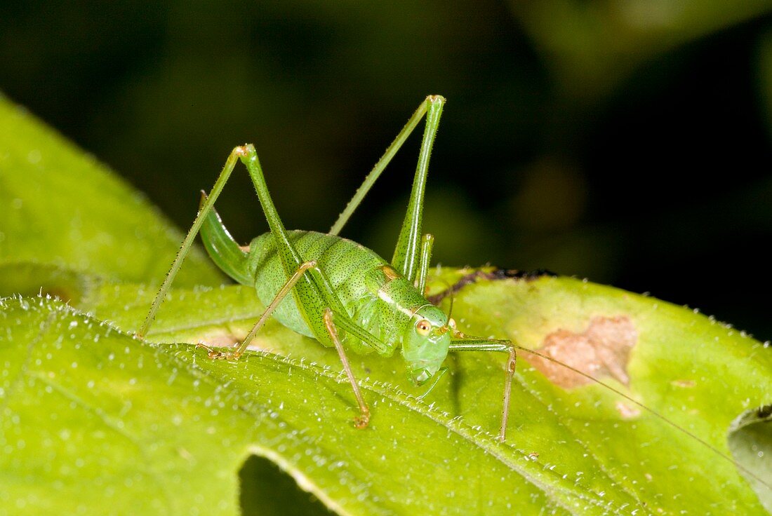 Speckled bush-cricket on corncockle
