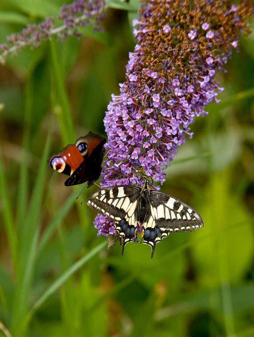 Butterflies feeding on buddleia flowers