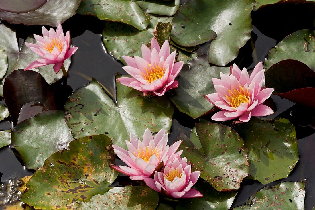 Water lily (Nymphaea 'Pink Sensation')