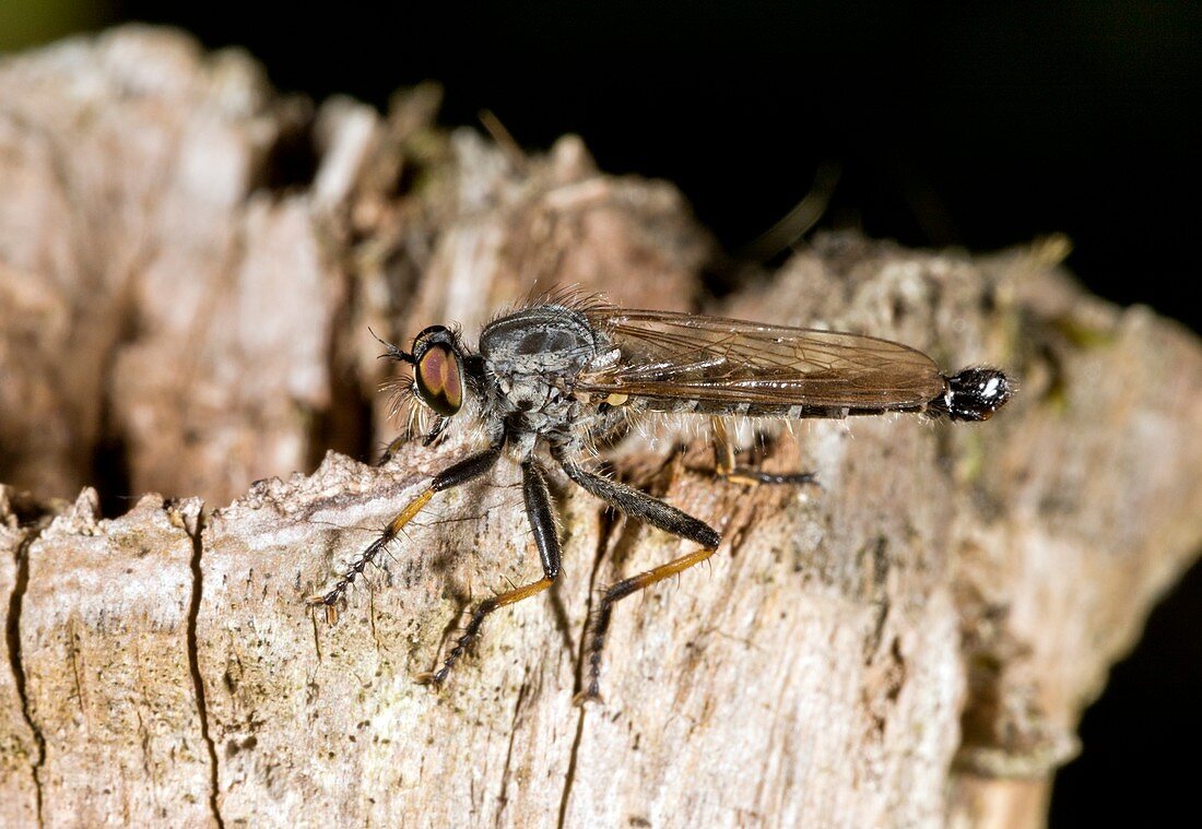 Common awl robber-fly