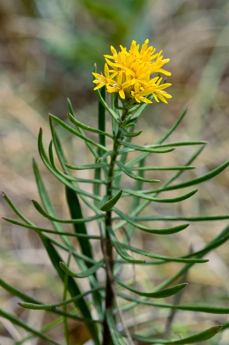 Goldilocks aster (Aster linosyris)