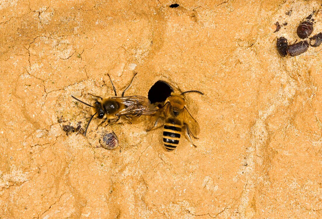 Ivy bees nesting in a cliff