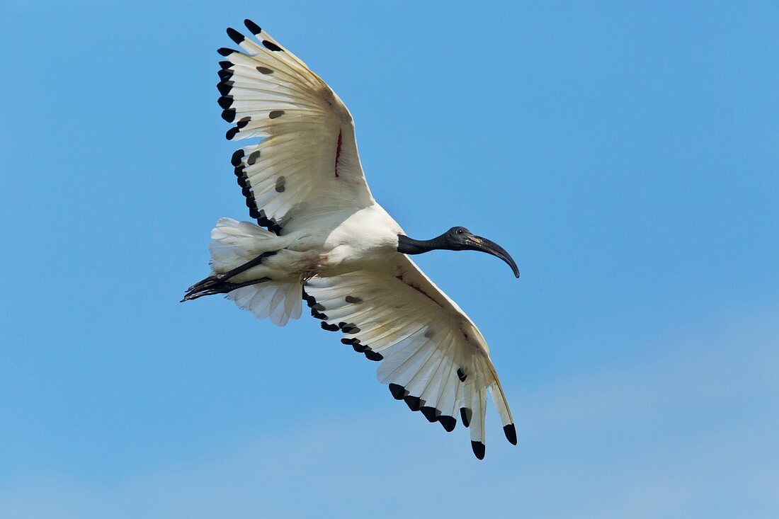 Sacred ibis in flight